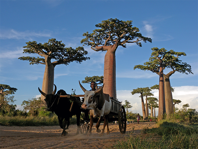 Avenue of Baobabs by Frank Vassen